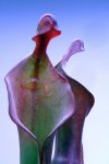 Heliamphora Tequila - kliknij aby zobaczyć zdjęcie. Heliamphora Tequila