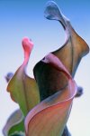 Heliamphora Tequila - kliknij aby zobaczyć zdjęcie. Heliamphora Tequila