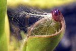 Heliamphora pulchella (Apacapa Tepui) - kliknij aby zobaczyć zdjęcie. Heliamphora pulchella (Apacapa Tepui)