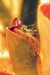 Heliamphora pulchella (Apacapa Tepui) - kliknij aby zobaczyć zdjęcie. Heliamphora pulchella (Apacapa Tepui)
