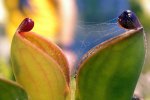 Heliamphora pulchella (Apacapa Tepui) - kliknij aby zobaczyć zdjęcie. Heliamphora pulchella (Apacapa Tepui)