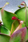 Heliamphora heterodoxa x minor (Midoxa) - kliknij aby zobaczyć zdjęcie. Heliamphora heterodoxa x minor (Midoxa)