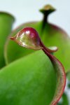 Heliamphora heterodoxa x minor (Midoxa) - kliknij aby zobaczyć zdjęcie. Heliamphora heterodoxa x minor (Midoxa)