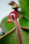 Heliamphora heterodoxa x minor (Midoxa) - kliknij aby zobaczyć zdjęcie. Heliamphora heterodoxa x minor (Midoxa)