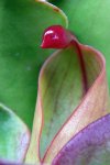 Heliamphora heterodoxa x minor (Midoxa) - kliknij aby zobaczyć zdjęcie. Heliamphora heterodoxa x minor (Midoxa)