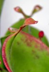 Heliamphora heterodoxa x minor (Midoxa) - kliknij aby zobaczyć zdjęcie. Heliamphora heterodoxa x minor (Midoxa)