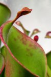Heliamphora heterodoxa x minor (Midoxa) - kliknij aby zobaczyć zdjęcie. Heliamphora heterodoxa x minor (Midoxa)