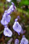Utricularia pubescens - kliknij aby zobaczyć zdjęcie. Utricularia pubescens