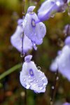 Utricularia pubescens - kliknij aby zobaczyć zdjęcie. Utricularia pubescens