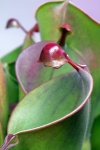 Heliamphora heterodoxa x minor (Midoxa) - kliknij aby zobaczyć zdjęcie. Heliamphora heterodoxa x minor (Midoxa)