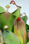 Heliamphora heterodoxa x minor (Midoxa) - kliknij aby zobaczyć zdjęcie. Heliamphora heterodoxa x minor (Midoxa)