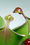 Heliamphora heterodoxa x minor (Midoxa) - kliknij aby zobaczyć zdjęcie. Heliamphora heterodoxa x minor (Midoxa)