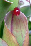 Heliamphora heterodoxa x minor (Midoxa) - kliknij aby zobaczyć zdjęcie. Heliamphora heterodoxa x minor (Midoxa)
