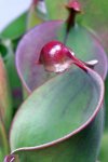 Heliamphora heterodoxa x minor (Midoxa) - kliknij aby zobaczyć zdjęcie. Heliamphora heterodoxa x minor (Midoxa)