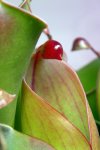 Heliamphora heterodoxa x minor (Midoxa) - kliknij aby zobaczyć zdjęcie. Heliamphora heterodoxa x minor (Midoxa)