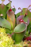 Heliamphora heterodoxa x minor (Midoxa) - kliknij aby zobaczyć zdjęcie. Heliamphora heterodoxa x minor (Midoxa)