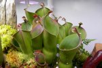 Heliamphora heterodoxa x minor (Midoxa) - kliknij aby zobaczyć zdjęcie. Heliamphora heterodoxa x minor (Midoxa)