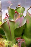 Heliamphora heterodoxa x minor (Midoxa) - kliknij aby zobaczyć zdjęcie. Heliamphora heterodoxa x minor (Midoxa)