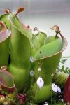 Heliamphora heterodoxa x minor (Midoxa) - kliknij aby zobaczyć zdjęcie. Heliamphora heterodoxa x minor (Midoxa)