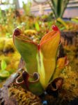 Heliamphora pulchella (Apacapa Tepui) - kliknij aby zobaczyć zdjęcie. Heliamphora pulchella (Apacapa Tepui)