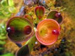 Heliamphora pulchella (Apacapa Tepui) - kliknij aby zobaczyć zdjęcie. Heliamphora pulchella (Apacapa Tepui)
