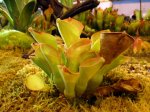 Heliamphora exappendiculata (Apacapa Tepui) - kliknij aby zobaczyć zdjęcie. Heliamphora exappendiculata (Apacapa Tepui)