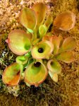 Heliamphora exappendiculata (Apacapa Tepui) - kliknij aby zobaczyć zdjęcie. Heliamphora exappendiculata (Apacapa Tepui)