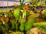 Heliamphora heterodoxa - kliknij aby zobaczyć zdjęcie. Heliamphora heterodoxa