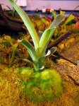 Brocchinia hechtioides - kliknij aby zobaczyć zdjęcie. Brocchinia hechtioides