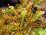 Heliamphora nutans - kliknij aby zobaczyć zdjęcie. Heliamphora nutans