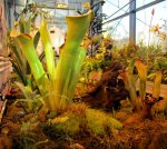 Heliamphora tatei (Cerro Duida) - kliknij aby zobaczyć zdjęcie. Heliamphora tatei (Cerro Duida)