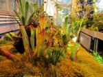Heliamphora spec. nov. Angasima - kliknij aby zobaczyć zdjęcie. Heliamphora spec. nov. Angasima