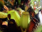 Nepenthes ampullaria Green