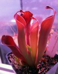 Heliamphora huberi (Amuri Tepui) - kliknij aby zobaczyć zdjęcie. Heliamphora huberi (Amuri Tepui)