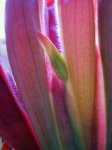 Heliamphora huberi (Amuri Tepui) - kliknij aby zobaczyć zdjęcie. Heliamphora huberi (Amuri Tepui)
