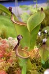 Heliamphora heterodoxa - kliknij aby zobaczyć zdjęcie. Heliamphora heterodoxa