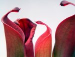 Heliamphora huberi (Amuri Tepui) - kliknij aby zobaczyć zdjęcie. Heliamphora huberi (Amuri Tepui)