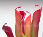 Heliamphora huberi (Amuri Tepui) - kliknij aby zobaczyć zdjęcie. Heliamphora huberi (Amuri Tepui)