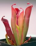 Heliamphora huberi (Amuri Tepui) - kliknij aby zobaczyć zdjęcie. Heliamphora huberi (Amuri Tepui)