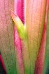 Heliamphora huberi (Amuri Tepui) - kliknij aby zobaczyć zdjęcie. Heliamphora huberi (Amuri Tepui)