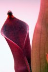 Heliamphora huberi (Amuri Tepui) - kliknij aby zobaczyć zdjęcie. Heliamphora huberi (Amuri Tepui)