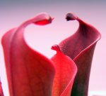 Heliamphora huberi (Amuri Tepui) - kliknij aby zobaczyć zdjęcie. Heliamphora huberi (Amuri Tepui)