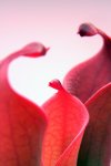 Heliamphora huberi (Amuri Tepui) - kliknij aby zobaczyć zdjęcie. Heliamphora huberi (Amuri Tepui)