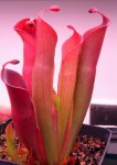 Heliamphora huberi (Amuri Tepui) - kliknij aby zobaczyć zdjęcie. Heliamphora huberi (Amuri Tepui)