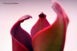 Heliamphora ceracea (Cerro Neblina) - kliknij aby zobaczyć zdjęcie. Heliamphora ceracea (Cerro Neblina)