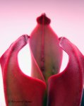 Heliamphora ceracea (Cerro Neblina) - kliknij aby zobaczyć zdjęcie. Heliamphora ceracea (Cerro Neblina)