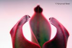 Heliamphora ceracea (Cerro Neblina) - kliknij aby zobaczyć zdjęcie. Heliamphora ceracea (Cerro Neblina)