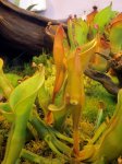 Heliamphora nutans - kliknij aby zobaczyć zdjęcie. Heliamphora nutans