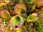 Heliamphora heterodoxa - kliknij aby zobaczyć zdjęcie. Heliamphora heterodoxa