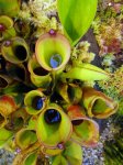 Heliamphora heterodoxa - kliknij aby zobaczyć zdjęcie. Heliamphora heterodoxa